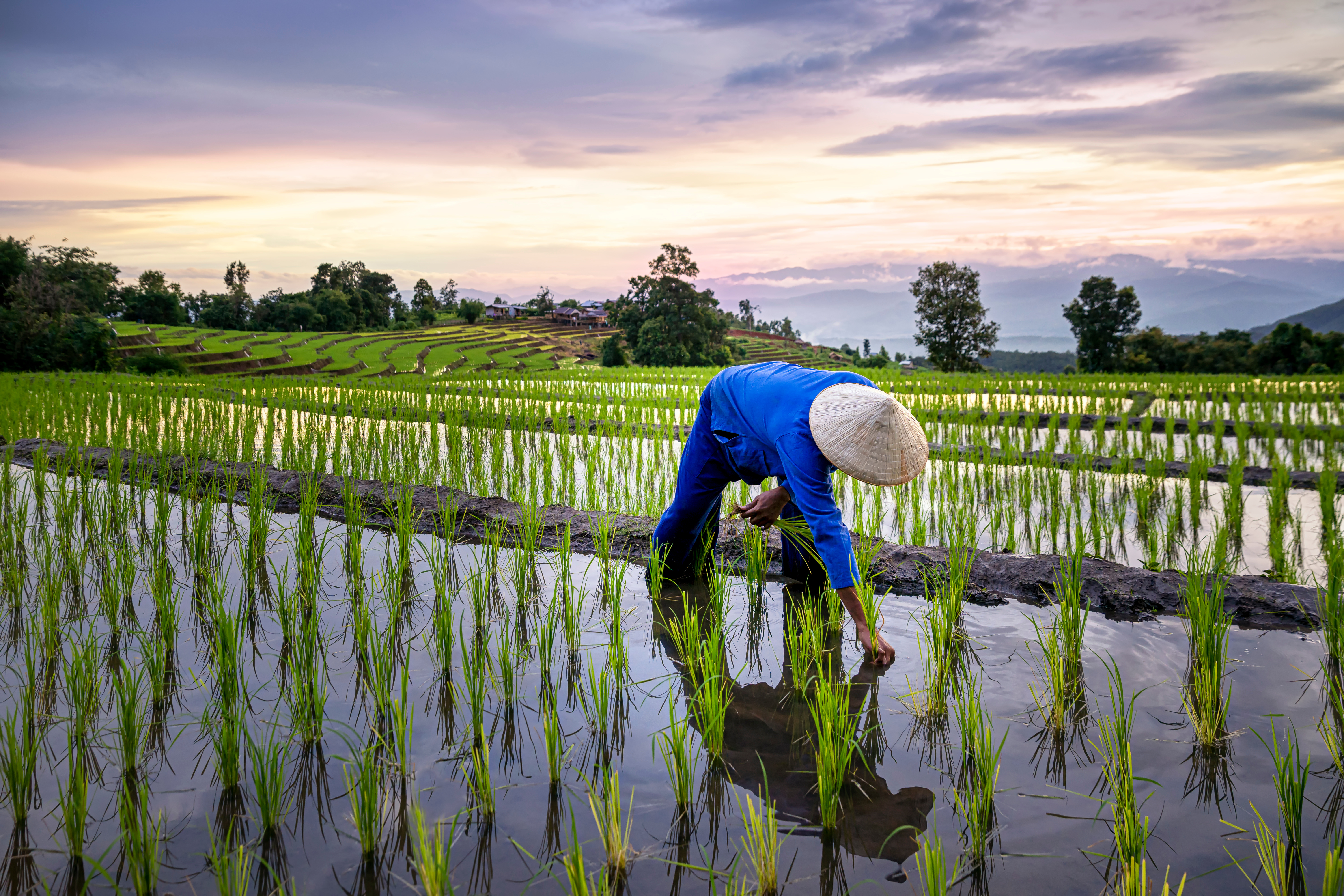 Farmers Farming On Rice Terraces. Ban Pa Bong Piang Northern Region In Mae Chaem District Chiangmai Province That Has The Most Beautiful Rice Terraces In Thailand.